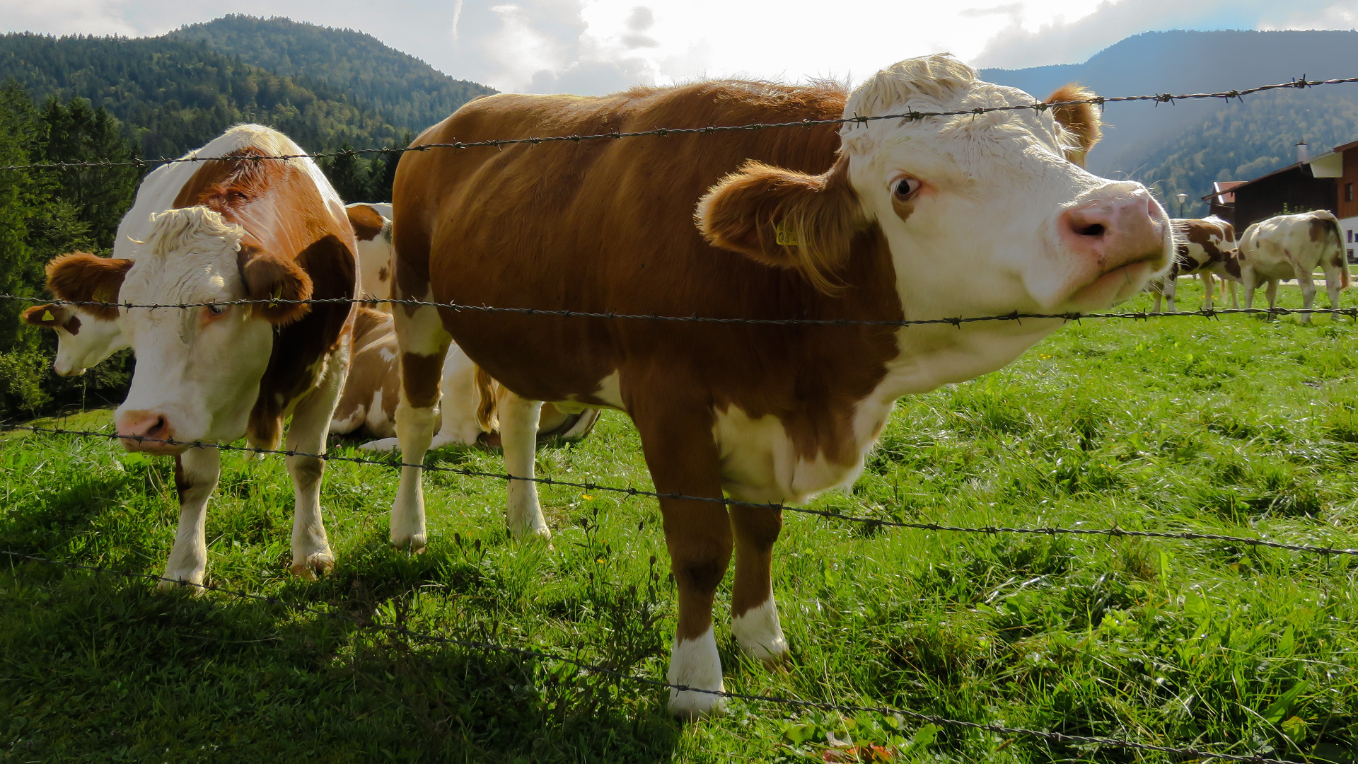 Si una vaca cruza un monte público asturiano será sancionada con más del triple que si un conductor se salta 2 veces un semáforo en rojo1920