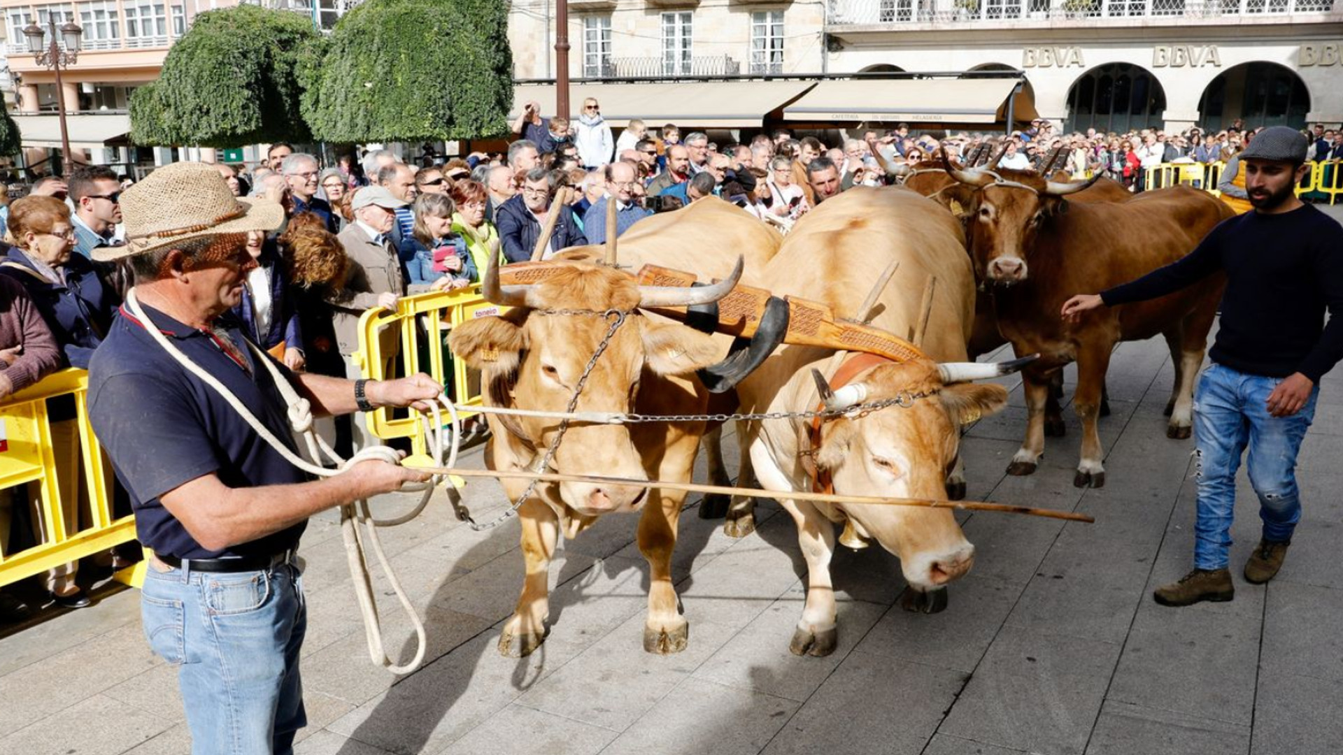 Desfile de ganado en San Froilán
