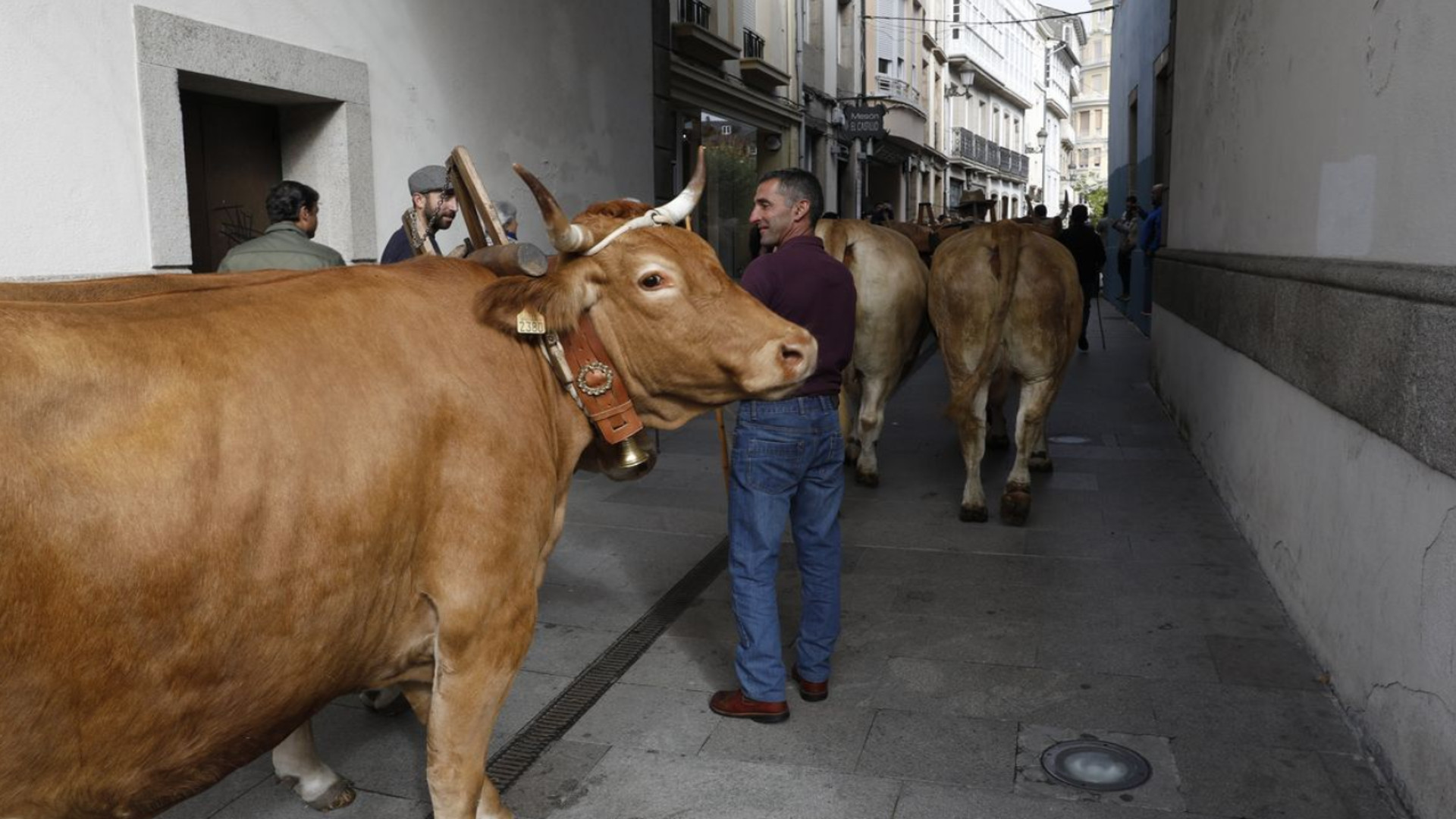 Desfile de ganado en San Froilán en Lugo