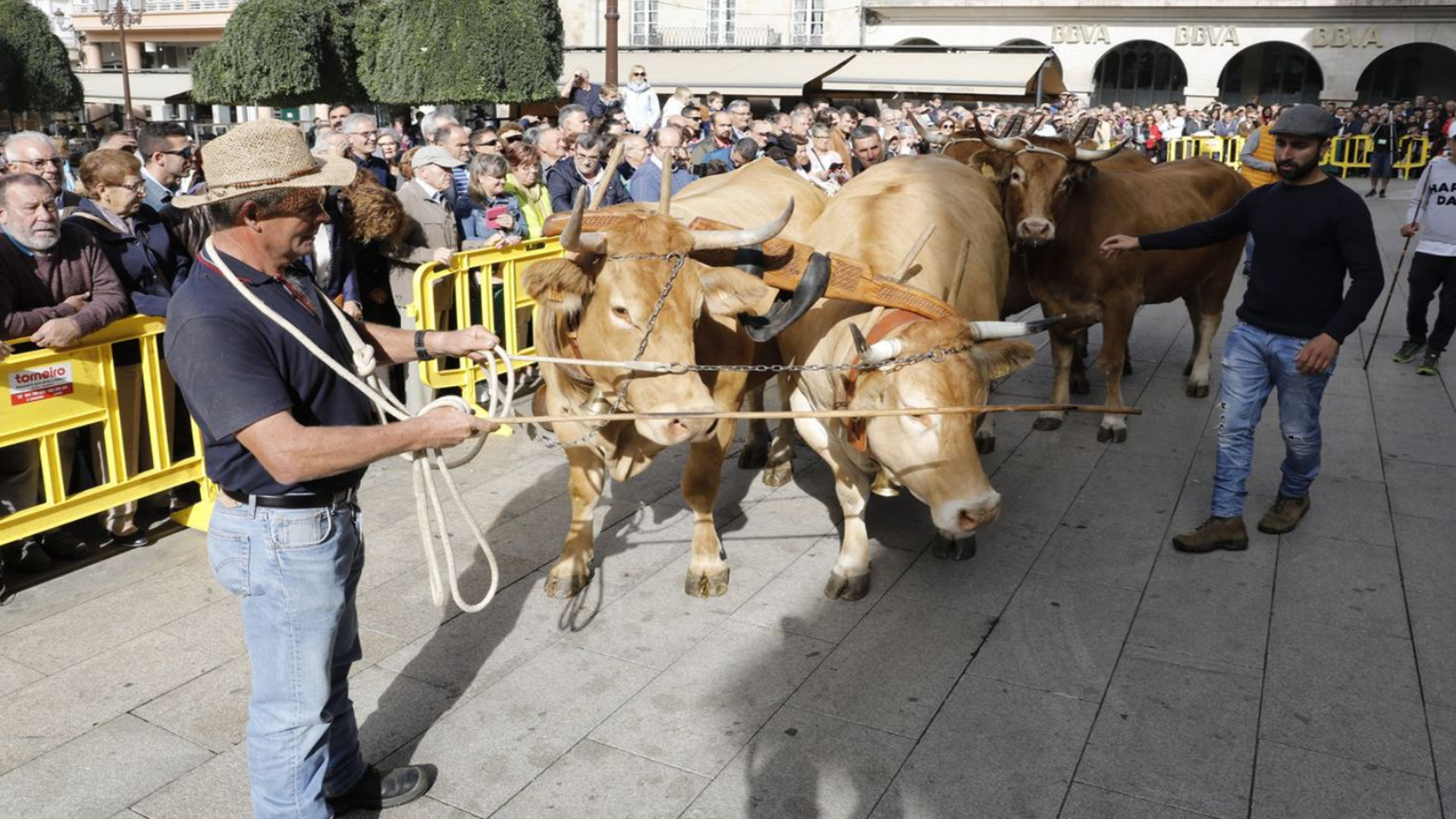 Desfile de ganado en San Froilán