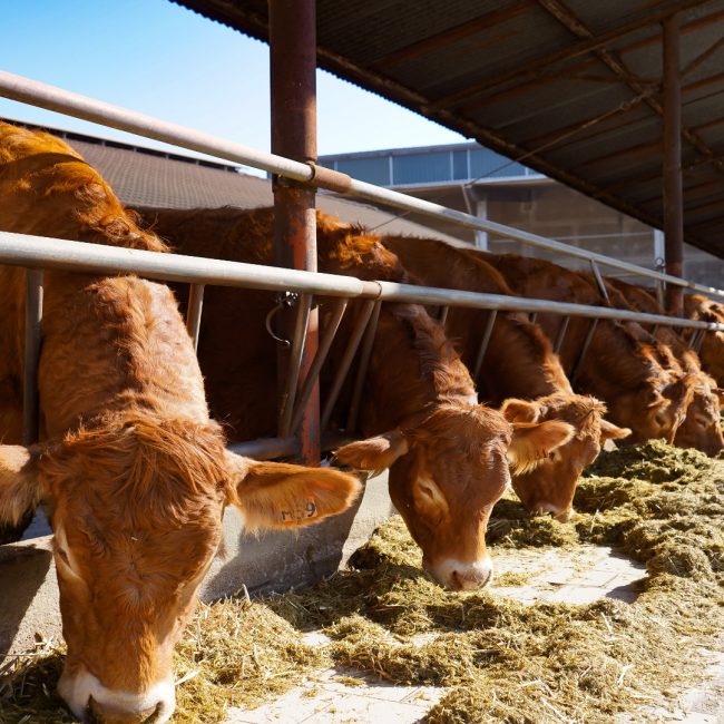 Cambios en la normativa de las ganaderías de leche ecológica
