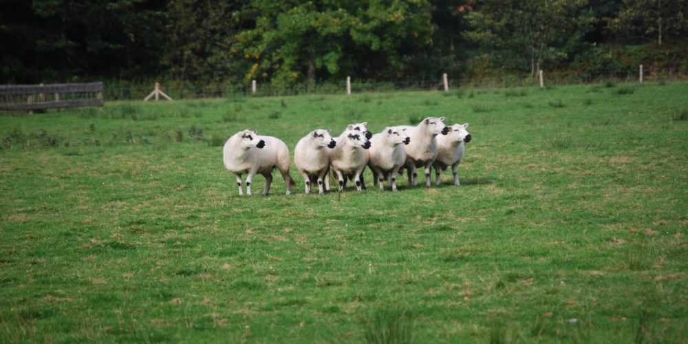 Este sábado se celebra en Lugo una jornada sobre comercialización y cooperativismo de ovino y caprino