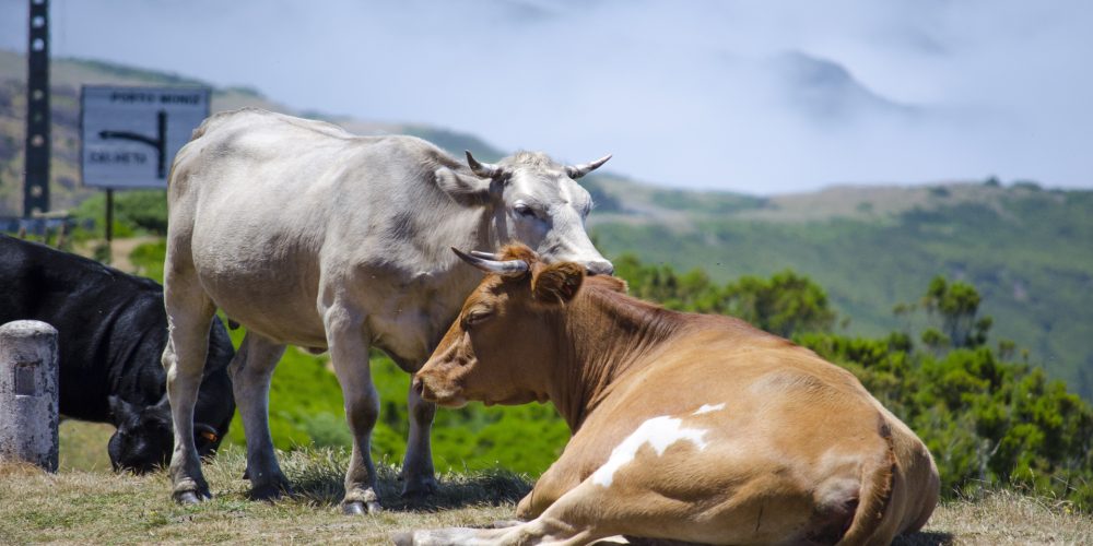 Medio Rural convoca las ayudas de compensaciones por inactividad y para reposición del ganado