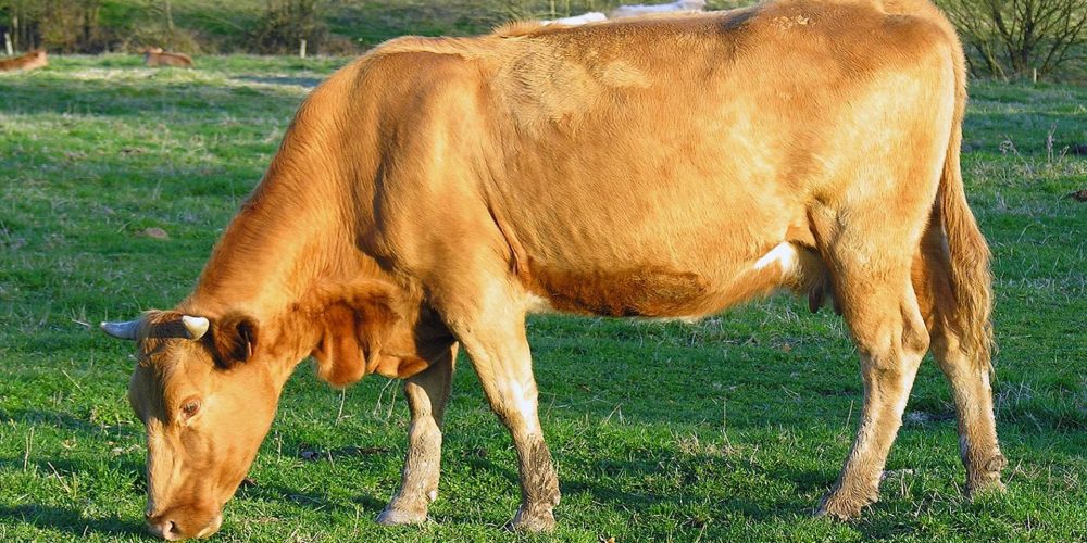 ¿Cuáles son los requisitos para la nueva IGP ‘Vaca e Boi de Galicia’?