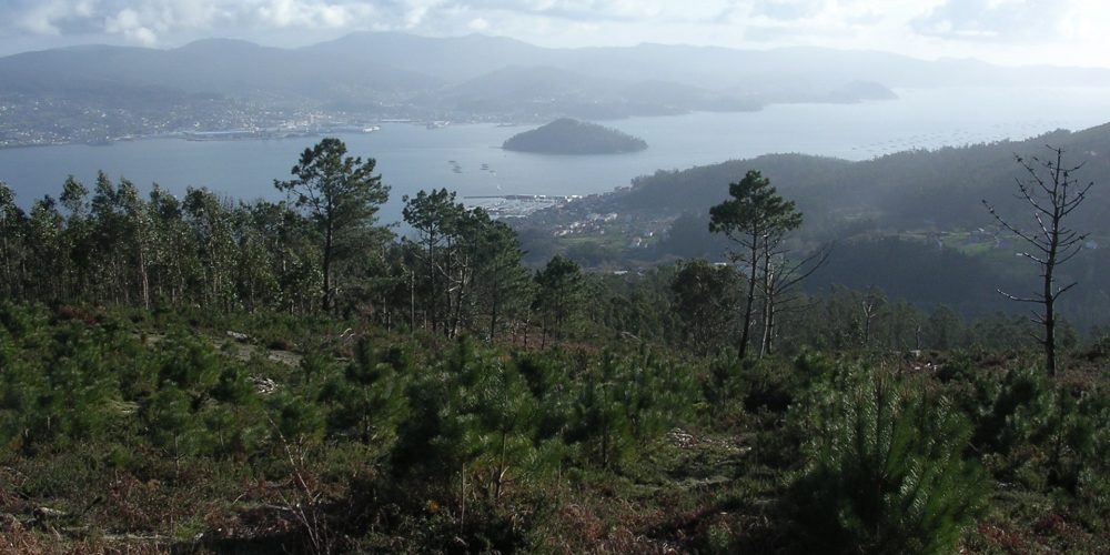 El Concello de Pontevedra organiza una jornada para analizar el futuro de los montes de la provincia