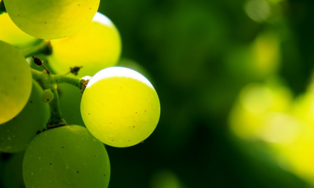 75 millones en indemnizaciones para el sector de la uva por meteorología adversa