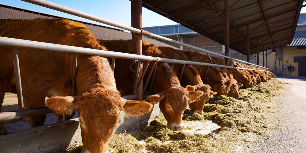 Cambios en la normativa de las ganaderías de leche ecológica