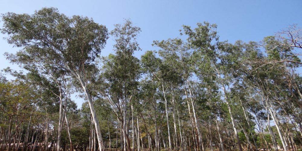 Se baraja restringir la plantación de eucaliptos sobre pinares cortados