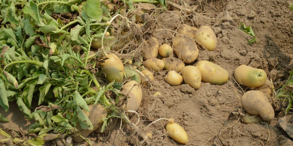 Medio Rural indemnizará a los afectados por la polilla de la patata y otras tres plagas