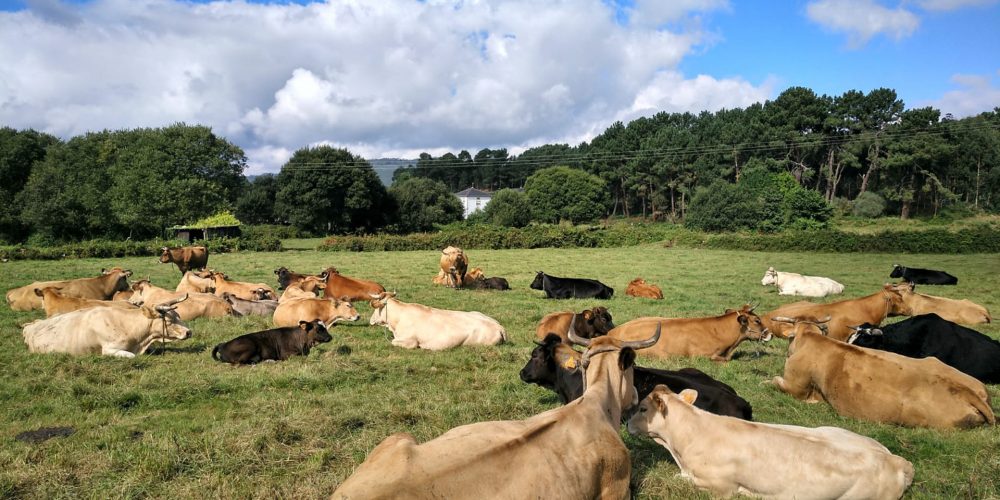 Recomendaciones para evitar el estrés por calor en las vacas