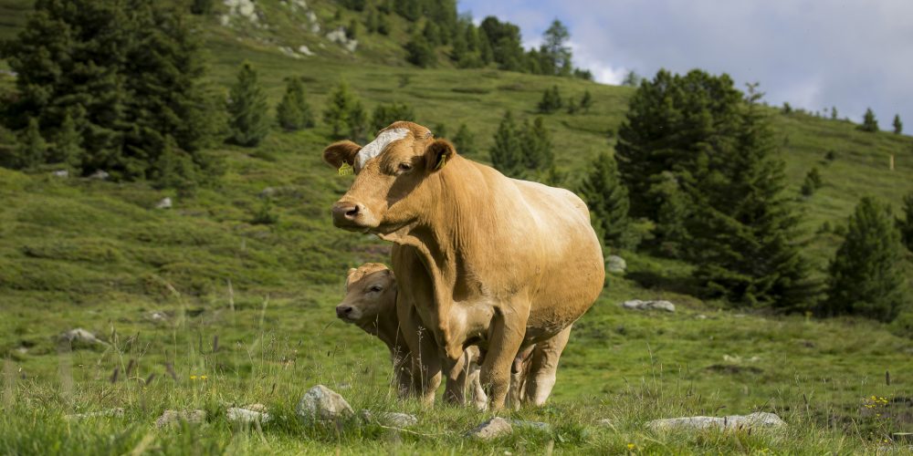 Las vacas ya pueden avisar al ganadero que van a parir en una hora gracias a los móviles