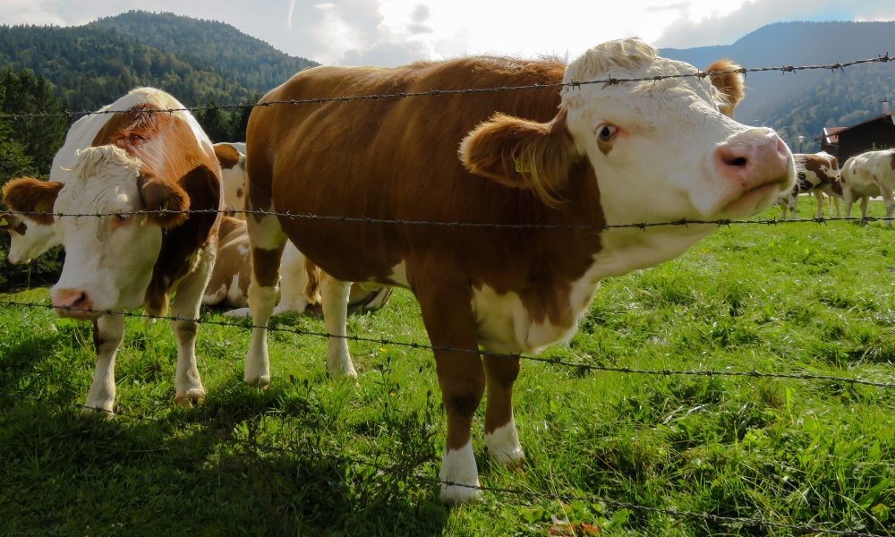 Si una vaca cruza un monte público asturiano será sancionada con más del triple que si un conductor se salta 2 veces un semáforo en rojo1920