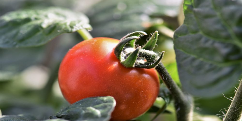 Controlar lechugas y tomates desde el móvil