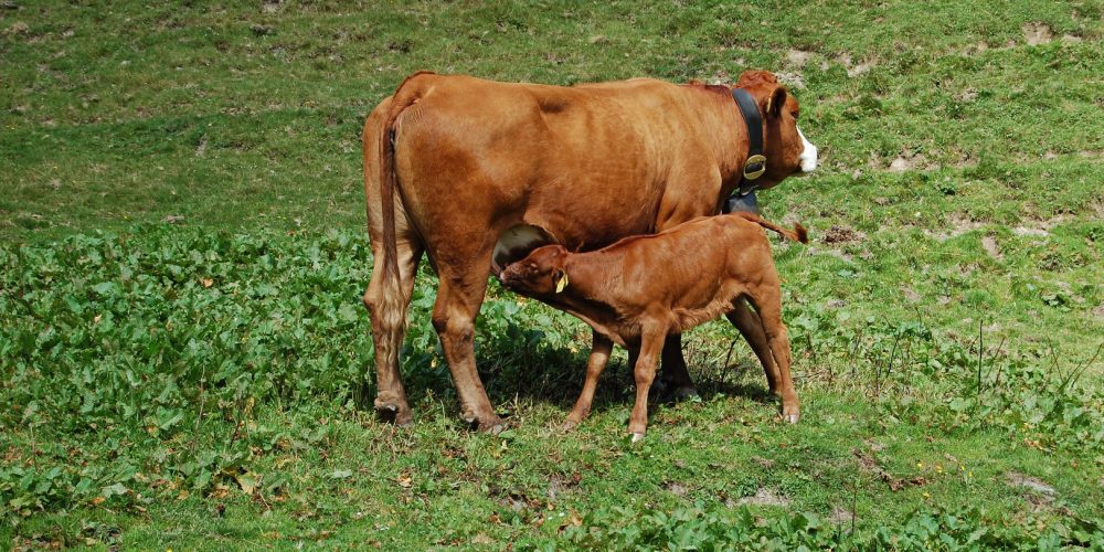 El parto de las vacas