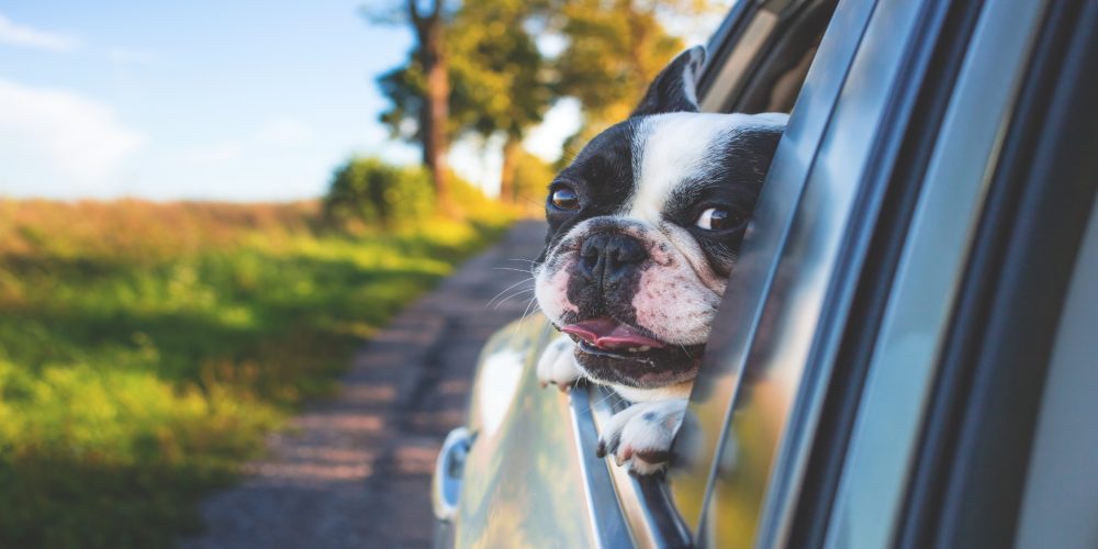 Aunque no lo creas, el tintado de lunas del coche es perfecto para tu perro