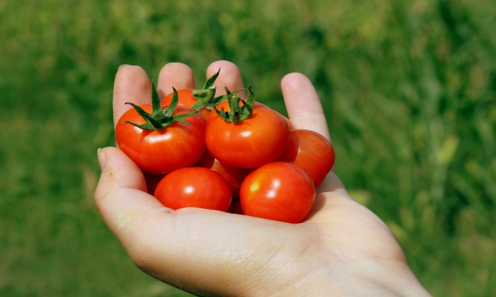 Por que el tomate ya no es lo que era 1920