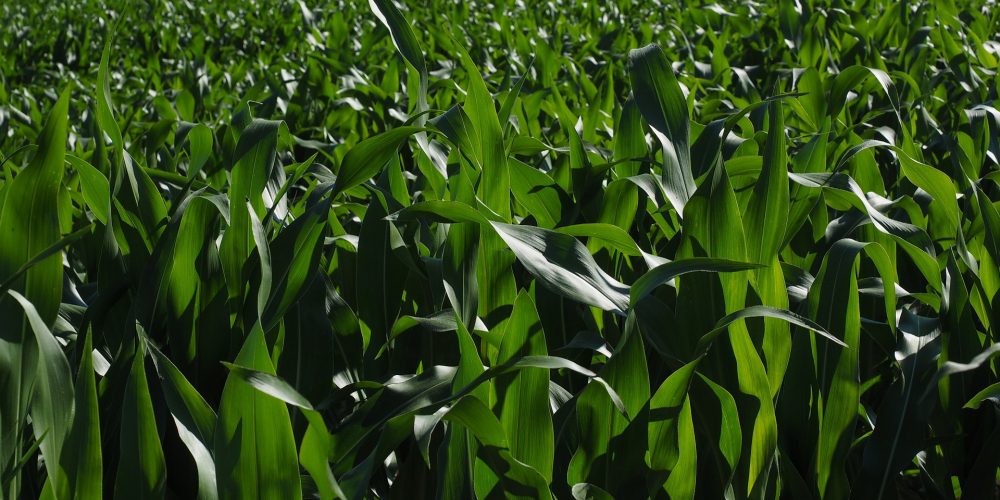 Agricultores de A Limia cultivarán maíz para ganaderías del Deza