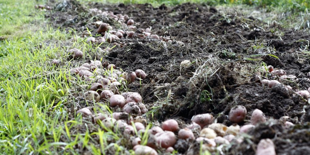 Consejos para la plantación de patatas en un año lluvioso