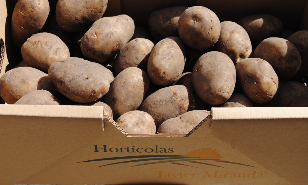 las-principales-variedades-de-patata-1920