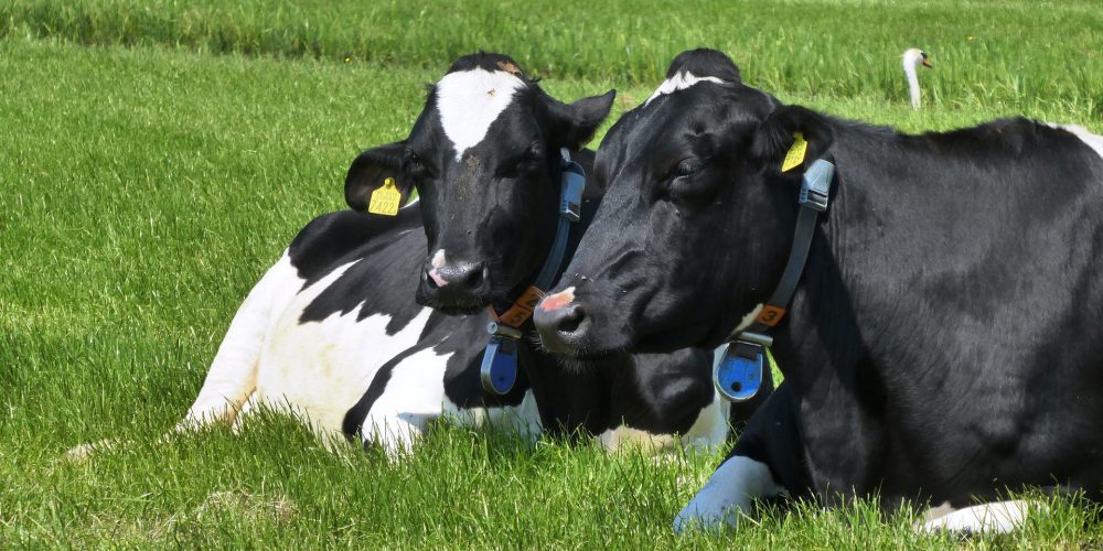 Quizás no sabías esto sobre las vacas…