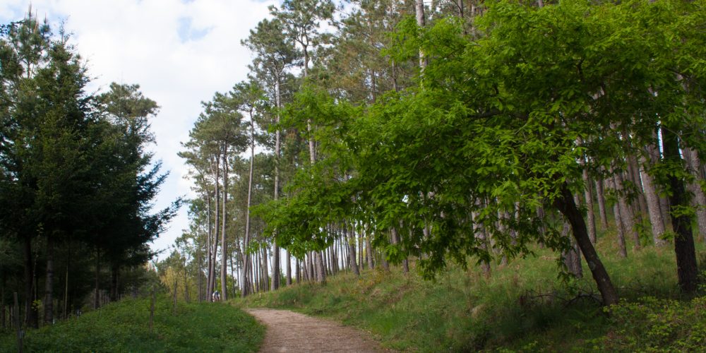 Pontevedra contará con 16 parques forestales