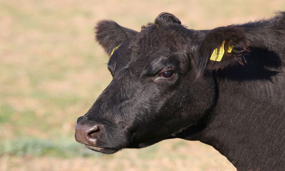 Ayudas por vacas de leche 126 euros por animal y vacas de carne en 91 euros1920