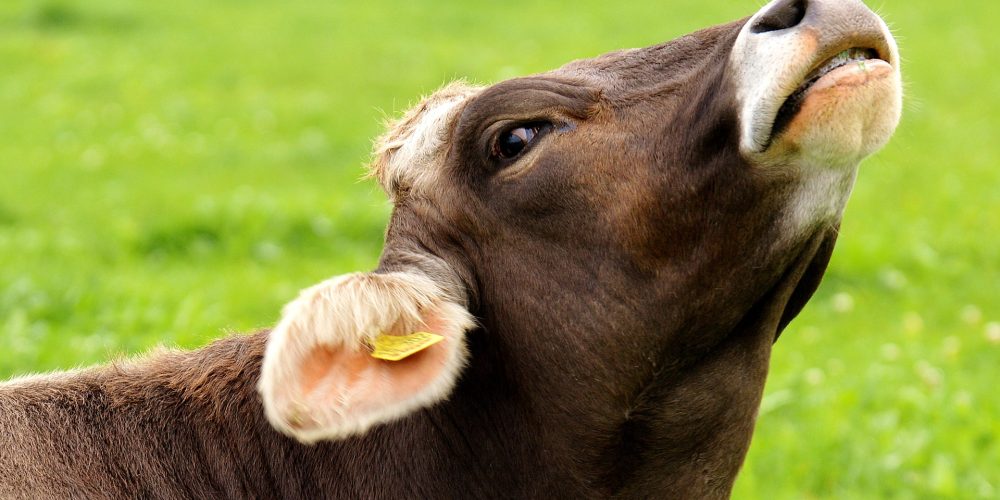 ¿Cómo controlar el estrés por calor en las vacas?