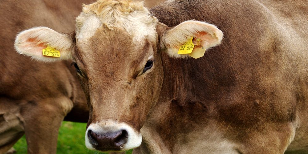 Desmanteladas dos organizaciones que alteraban los crotales del ganado vacuno