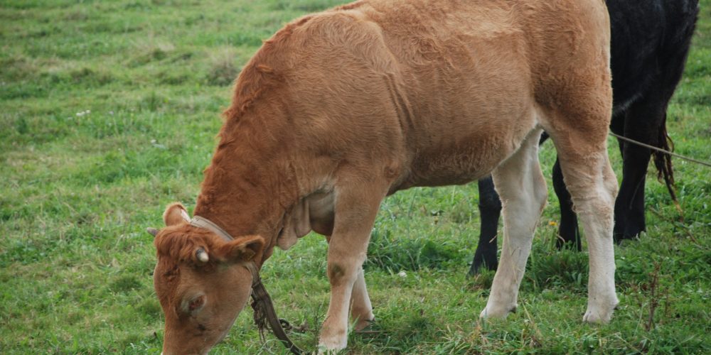 Galicia es la segunda autonomía en número de cabezas de ganado vacuno
