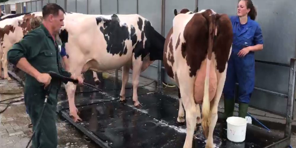 A las vacas les gusta bañarse