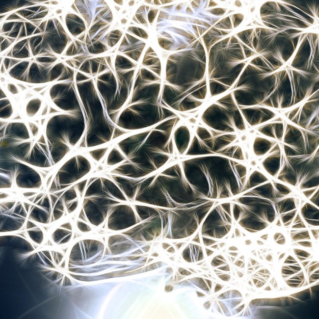 Hasta los 90 años el cerebro produce neuronas