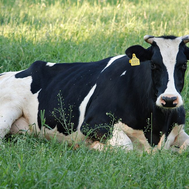 La importancia del descanso en las vacas