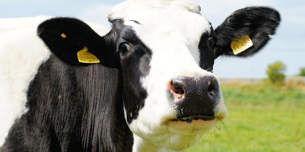 Recomendaciones para mejorar la gestión de una ganadería de vacuno de leche