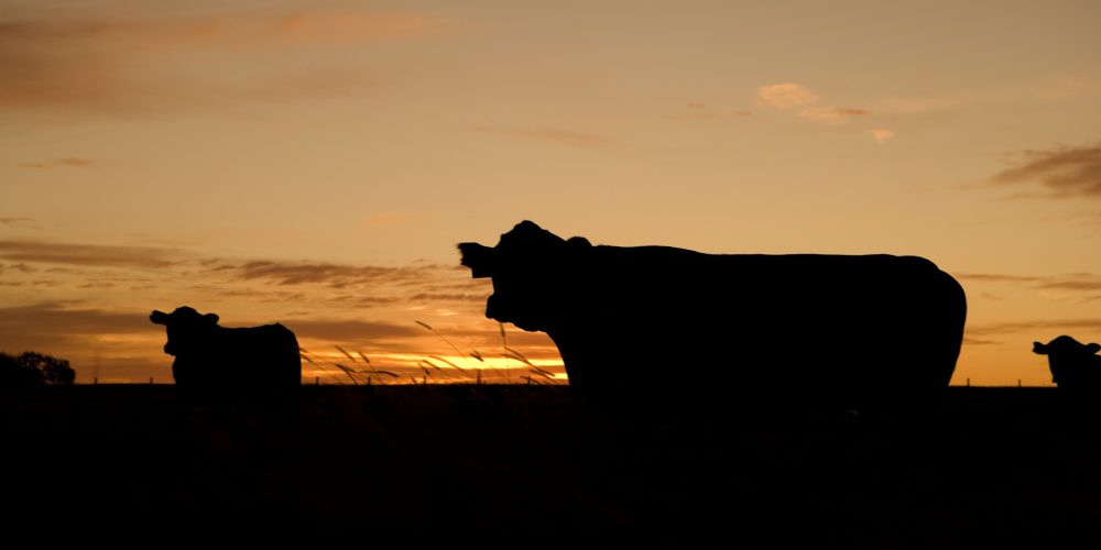 El 30% de las sanciones de la cadena alimentaria son para la industria láctea