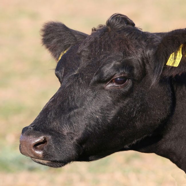 Ayudas por vacas de leche 126 euros por animal y vacas de carne 91 euros