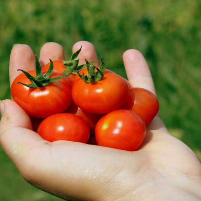 ¿Por qué el tomate ya no es lo que era?