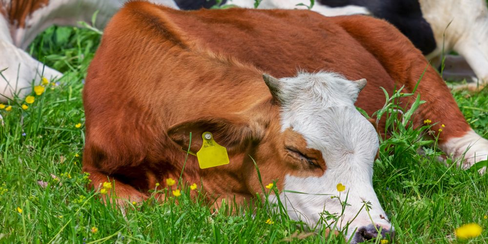 Bayer subvencionará a los ganaderos de vacuno que innoven en bienestar animal