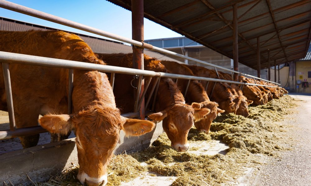 Cambios en la normativa de las ganaderias de leche ecologico1920