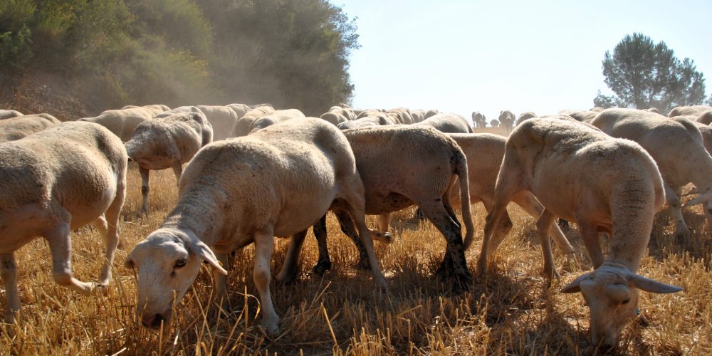 Decálogo de los pastores para la prevención de los incendios forestales