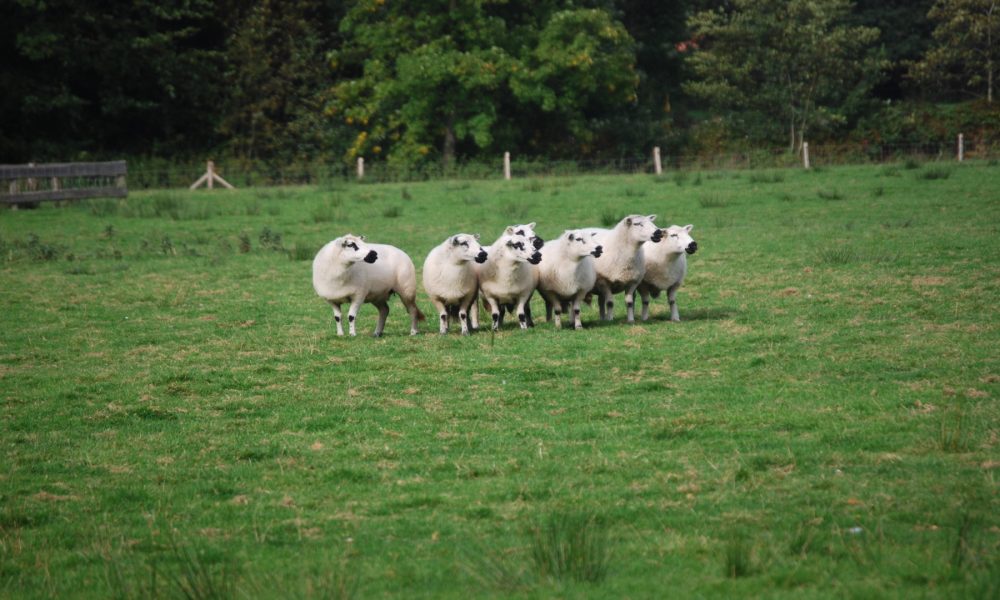 Este sábado hay una jornada sobre comercialización y cooperativismo de ovino y caprino.