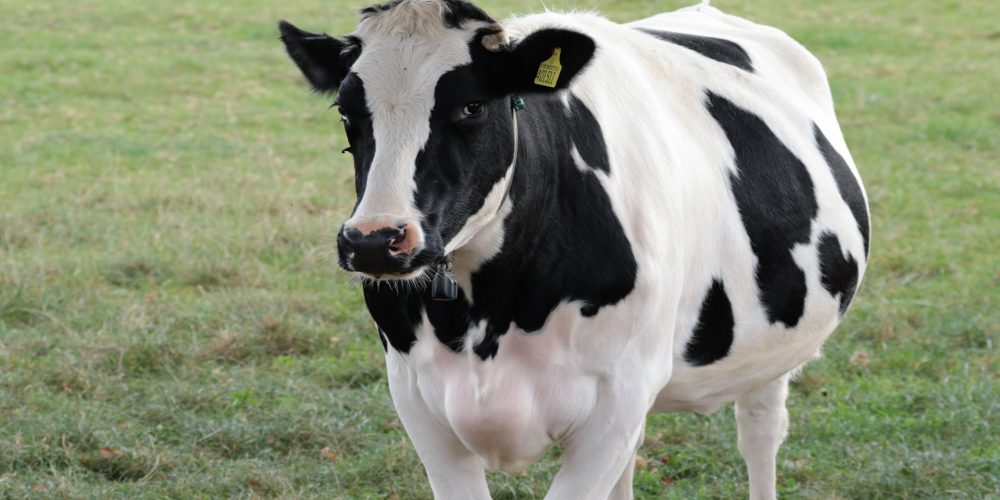 Listado de las mejores vacas y mejores explotaciones de raza Frisona