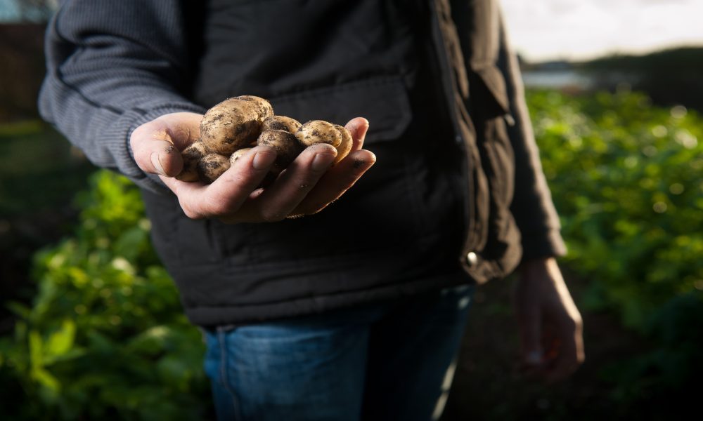 Retiradas ya 315 toneladas de patatas por culpa de la polilla guatemalteca.