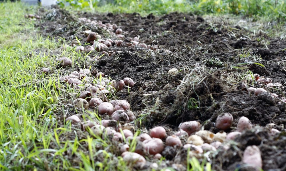 consejos-para-la-plantacion-de-patatas-en-un-ano-lluvioso-1920