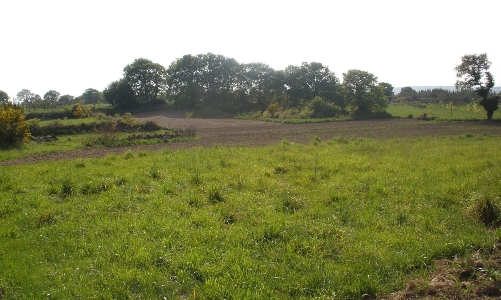 forestación de tierras agrícolas objetivo de granjas gallegas que dejan la actividad