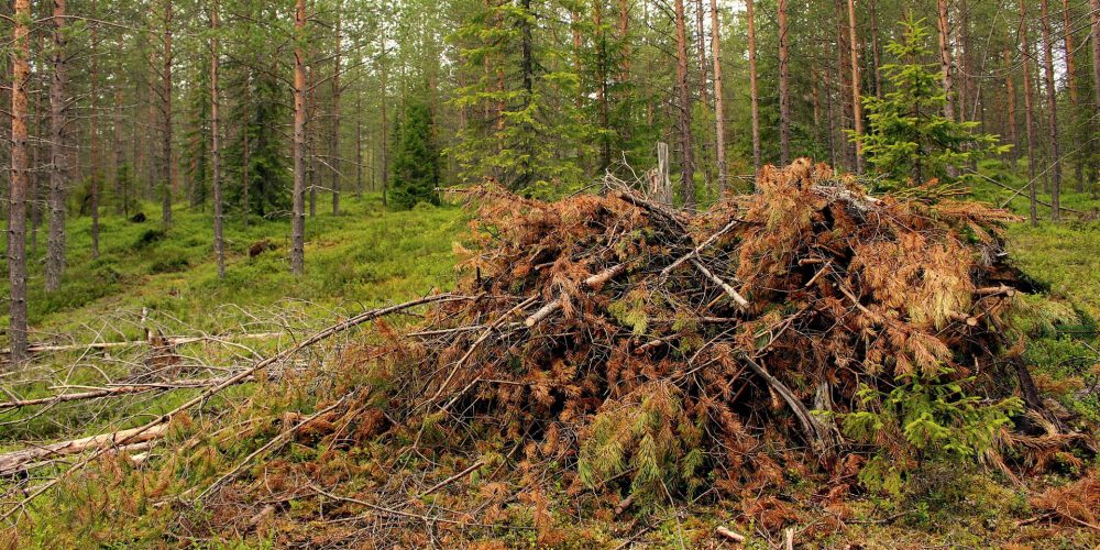 Normativa automática sobre la limpieza del monte para prevenir incendios forestales