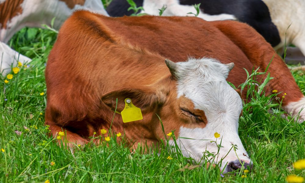 Bayer subvencionara a los ganaderos de vacuno que innoven en bienestar animal1920