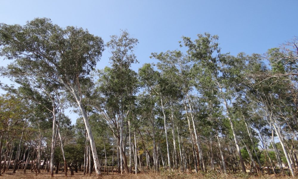 Se-baraja-restringir-la-plantacion-de-eucaliptos-sobre-pinares-cortados.1920
