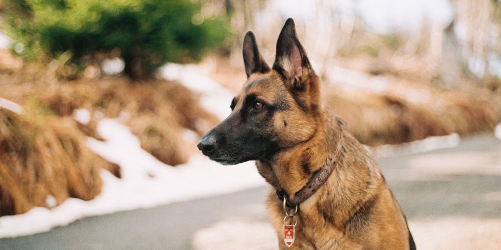 Convocatoria para la obtención del título de adiestramiento de perros de guardia y defensa