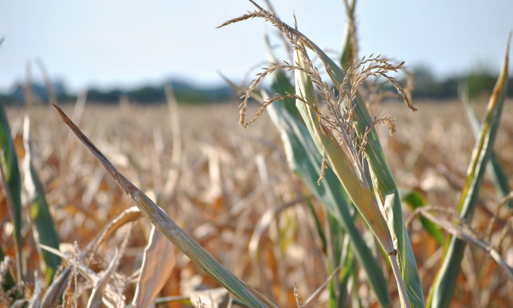 el precio de los seguros agrarios puede incrementarse hasta en un 100 por 100