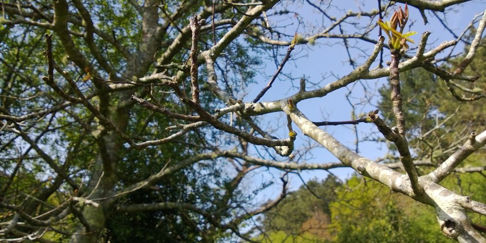 Mil comunidades de montes de Galicia están sin actividad, según cálculos de la Xunta